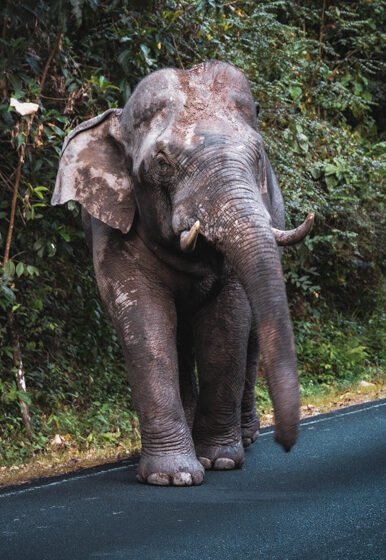 Elefante en Khao Yai 