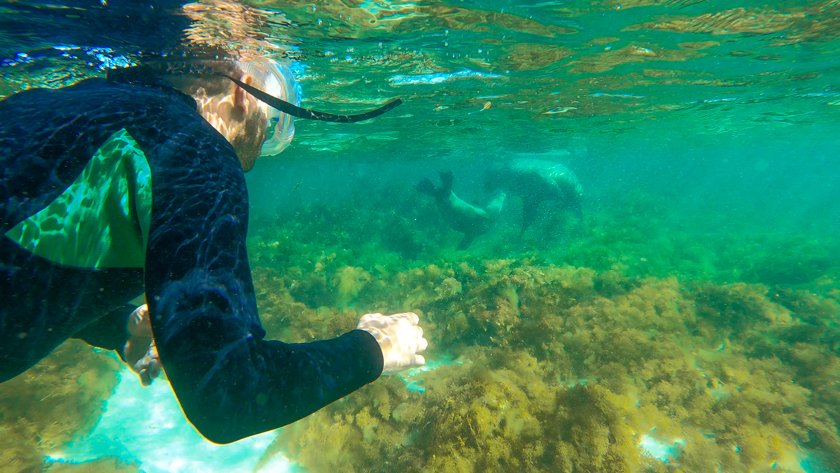 Leones marinos Jurien Bay