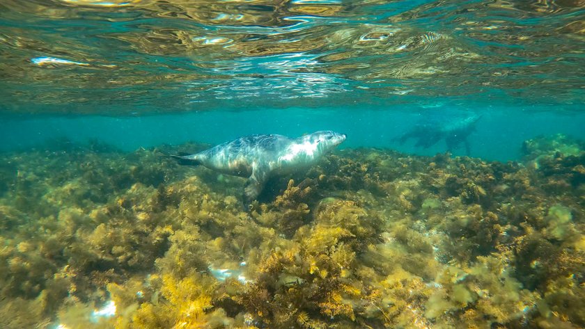 Leones marinos Jurien Bay