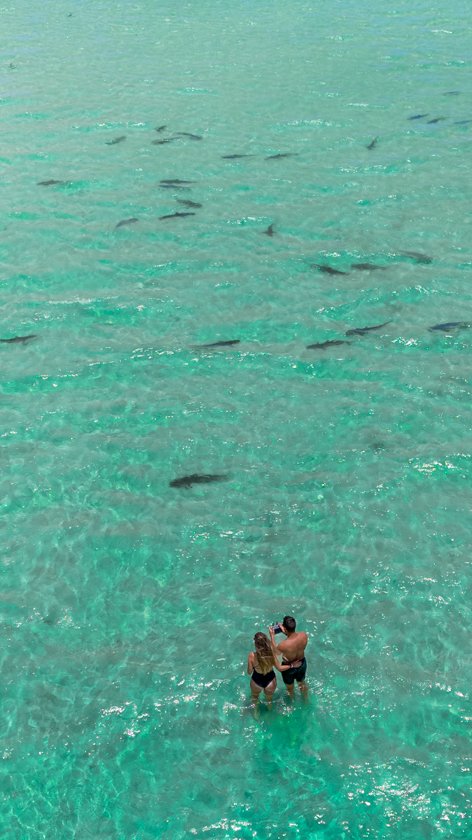 Shark Nursery en Coral Bay