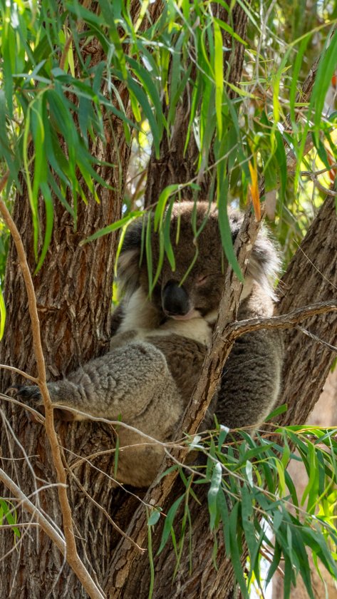 Koala Yanchep National Park