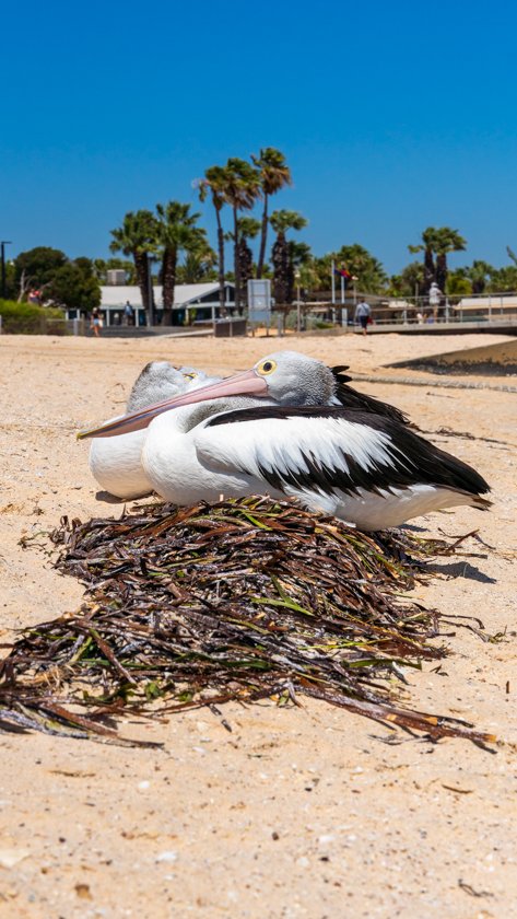 Monkey mia Shark Bay
