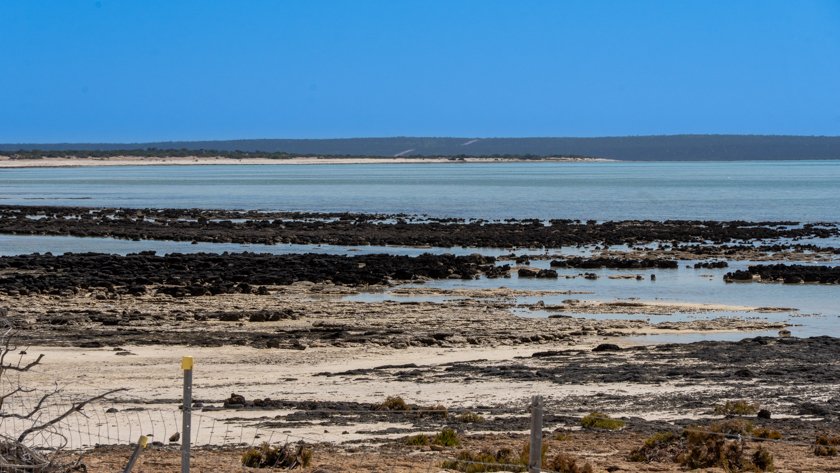 Hamelin Pool Stromatolites Boardwalk