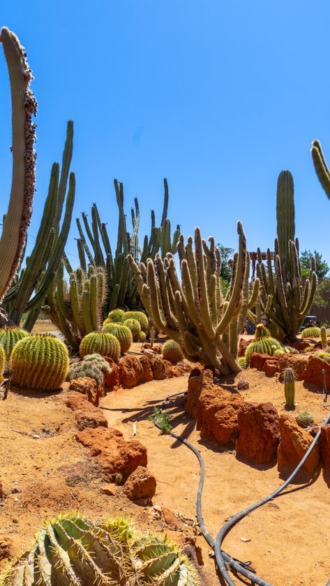 Jardín de Cactus Carnarvon