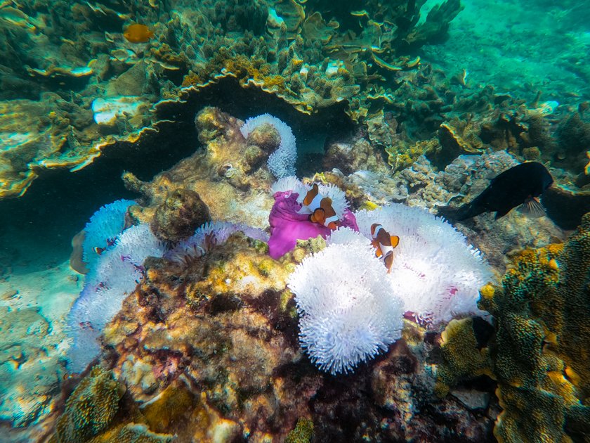 Snorkel Islas Perhentian