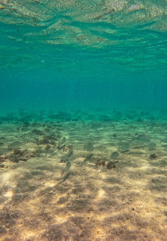 OSPREY BAY SNORKELING