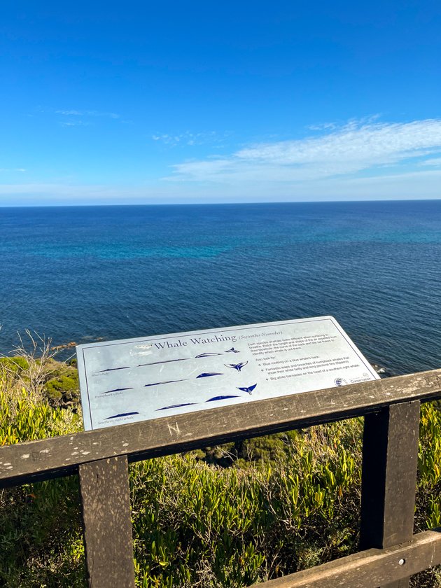 Whale Watching Platform