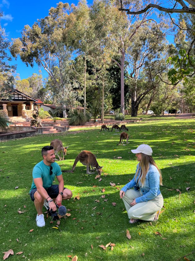 Canguros Yanchep National Park