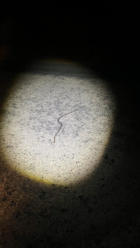 Serpiente en la carretera