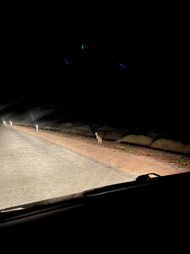 Wallaby en la carretera 