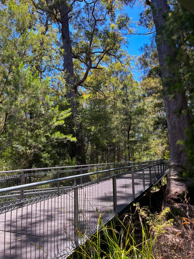 Valley of the Giants Tree Top Walk