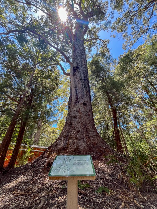 Valley of the Giants Tree Top Walk