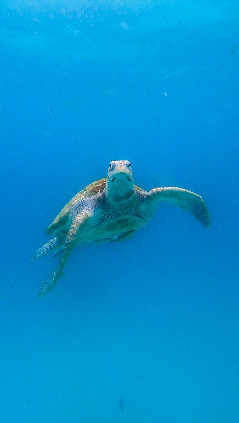 Snorkel Islas Perhentian