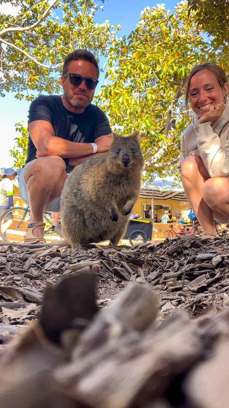 QUOKKA ROTTNEST ISLAND AUSTRALIA