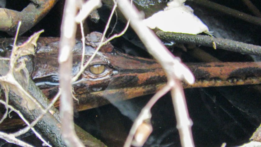 Animales Parque Nacional Tanjung Puting Borneo