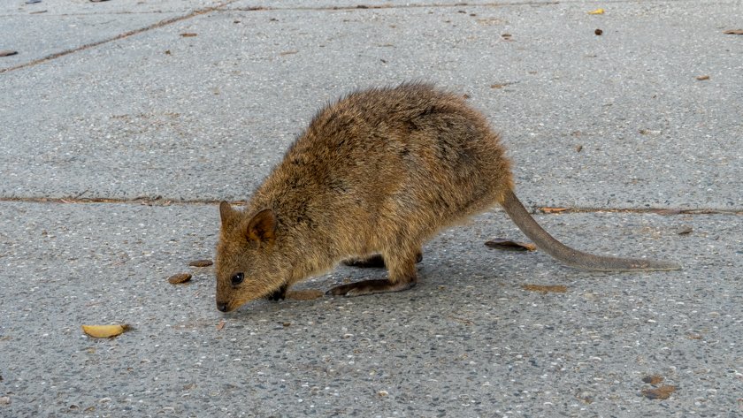 QUOKKAS ROTTNEST ISLAND