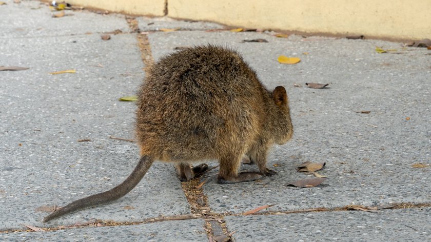 QUOKKAS ROTTNEST ISLAND