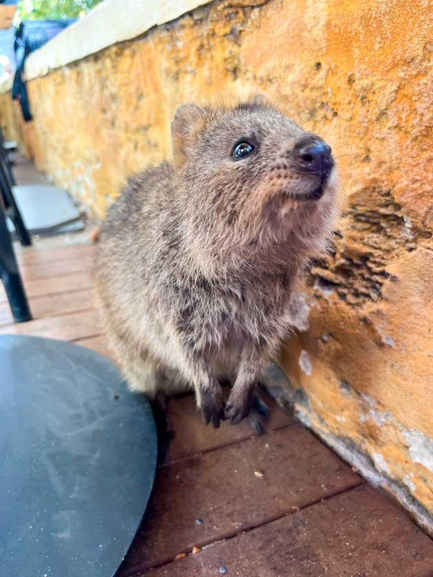 Quokka Frankie’s On Rotto
