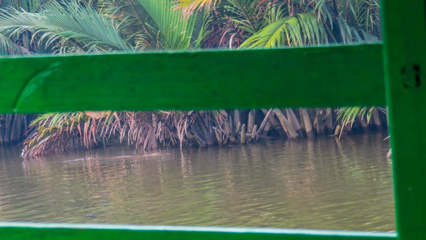 Cocodrilo en Tanjung Putting