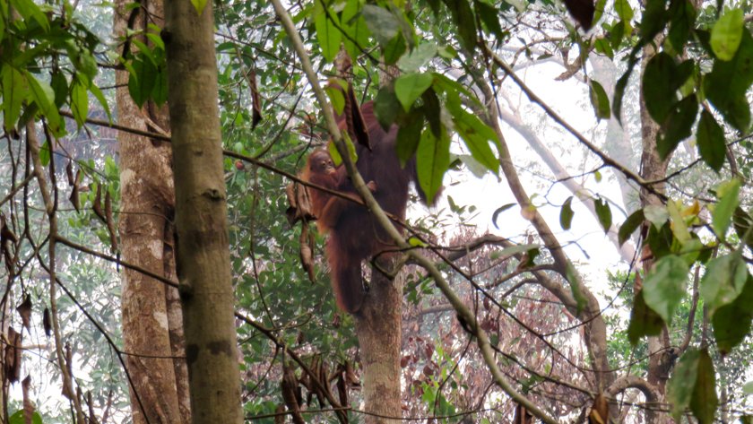 Orangutan Parque Nacional Tanjung Putting