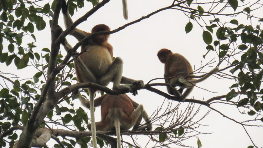 Parque Nacional Tanjung Puting Borneo