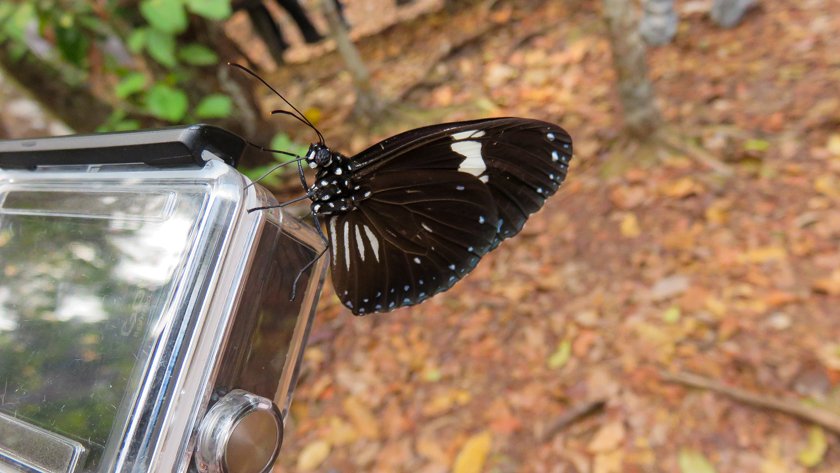 Animales Parque Nacional Tanjung Puting Borneo