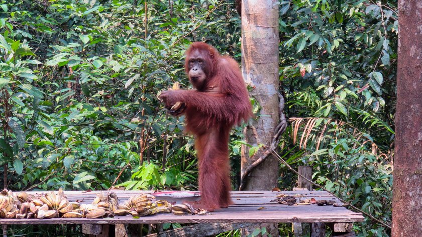 Orangutan Parque Nacional Tanjung Putting
