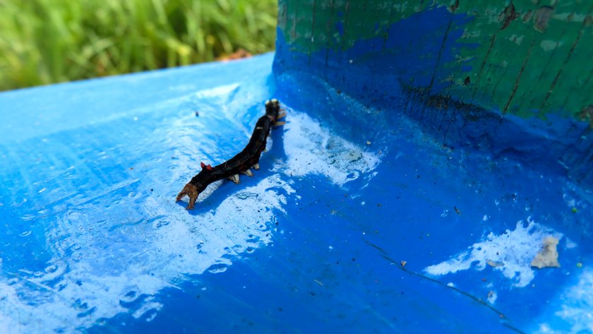 Oruga Parque Nacional Tanjung Putting