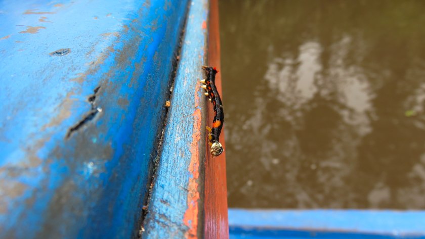 Parque Nacional Tanjung Puting Borneo