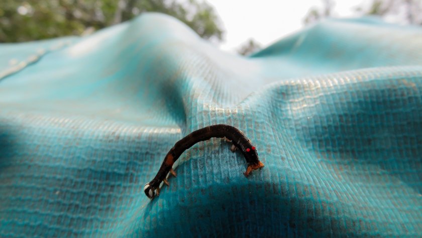 Oruga Parque Nacional Tanjung Putting