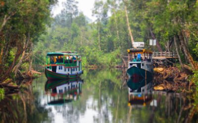 TOUR ORANGUTANES BORNEO: GUÍA COMPLETA