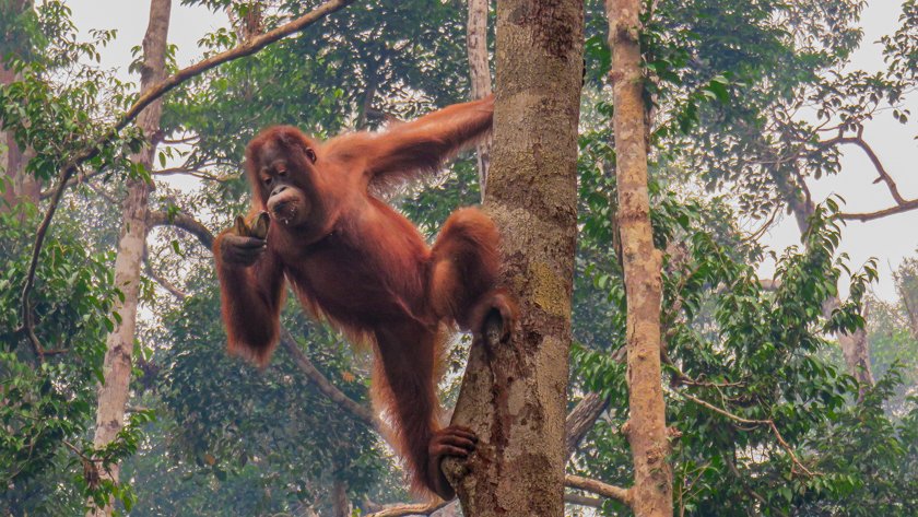 Orangutan Parque Nacional Tanjung Putting