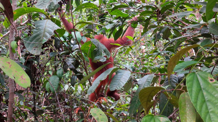 Orangutan Parque Nacional Tanjung Putting