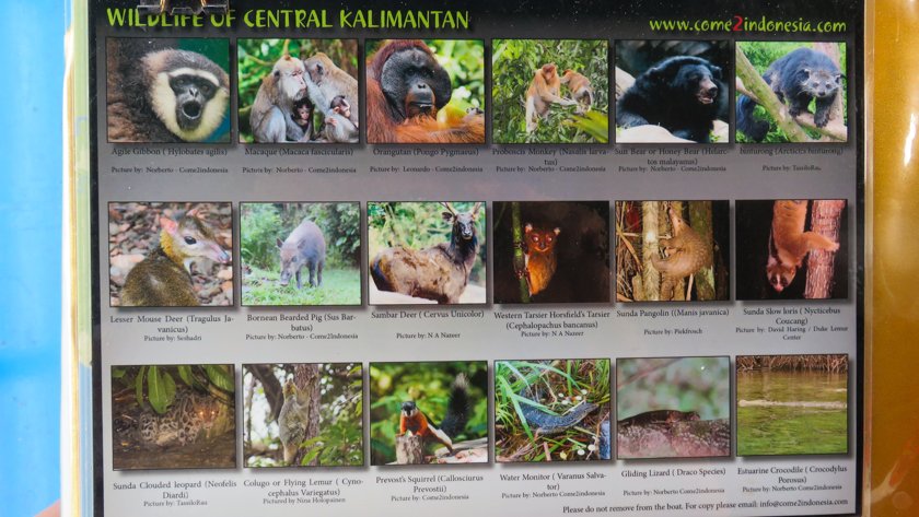 Animales Parque Nacional Tanjung Puting Borneo