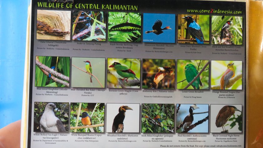 Animales Parque Nacional Tanjung Puting Borneo