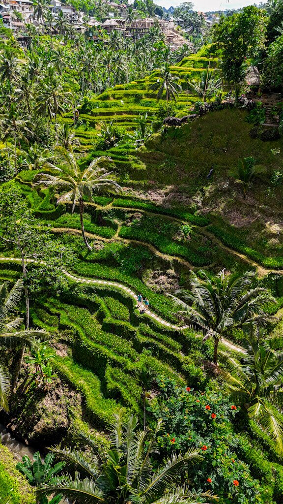 Qué ver en Bali en 7 días – Vista aérea de los arrozales de Tegallalang en Ubud