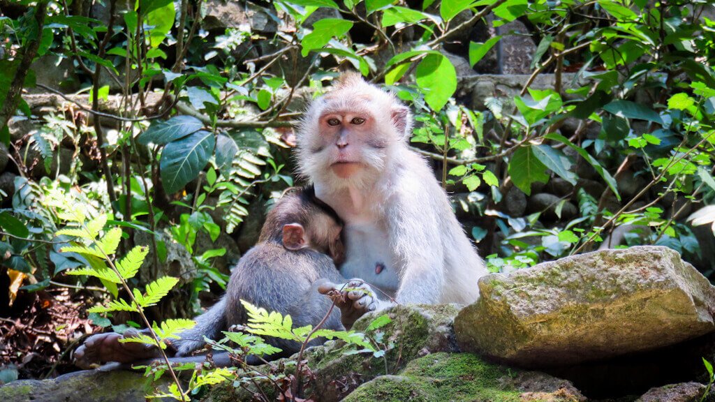 Itinerario de viaje a Bali en 7 días – Mono con su cría en el Monkey Forest de Ubud