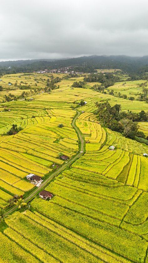 Itinerario de viaje a Bali en 7 días – Campos de arroz en Munduk Bali