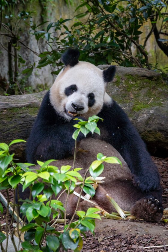 Panda gigante comiendo bambú en China